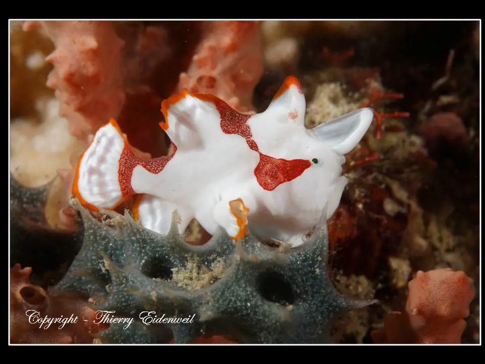 Anilao Macro Dive Media Highlight